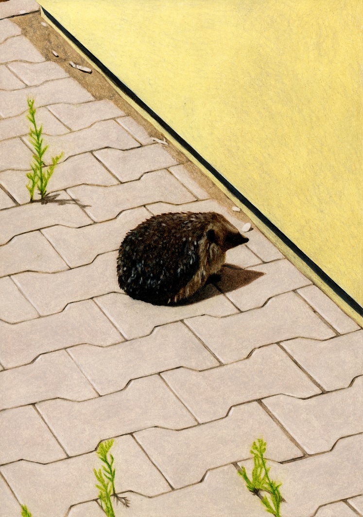 Hesitating Hedgehog